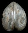 Polished Fossil Clam - Large Size #5262-1